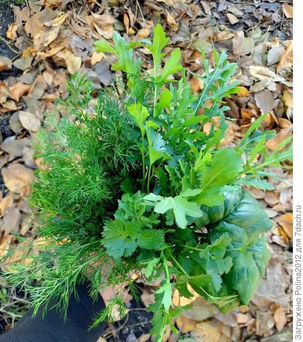 Вот такой витаминный букет сегодня собрала -руккола, шпинат, укроп, кориандр