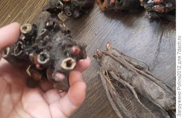 Вот эти меня сильно смущают вроде почки неплохие, но так сильно обрезаны клубни, разве так можно?