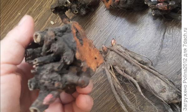 Вот так обрезаны некоторые