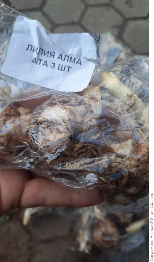 Увидела такую лилию случайно, и конечно же заказала))