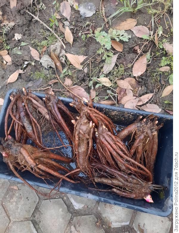 Пионы 19 шт посадила))