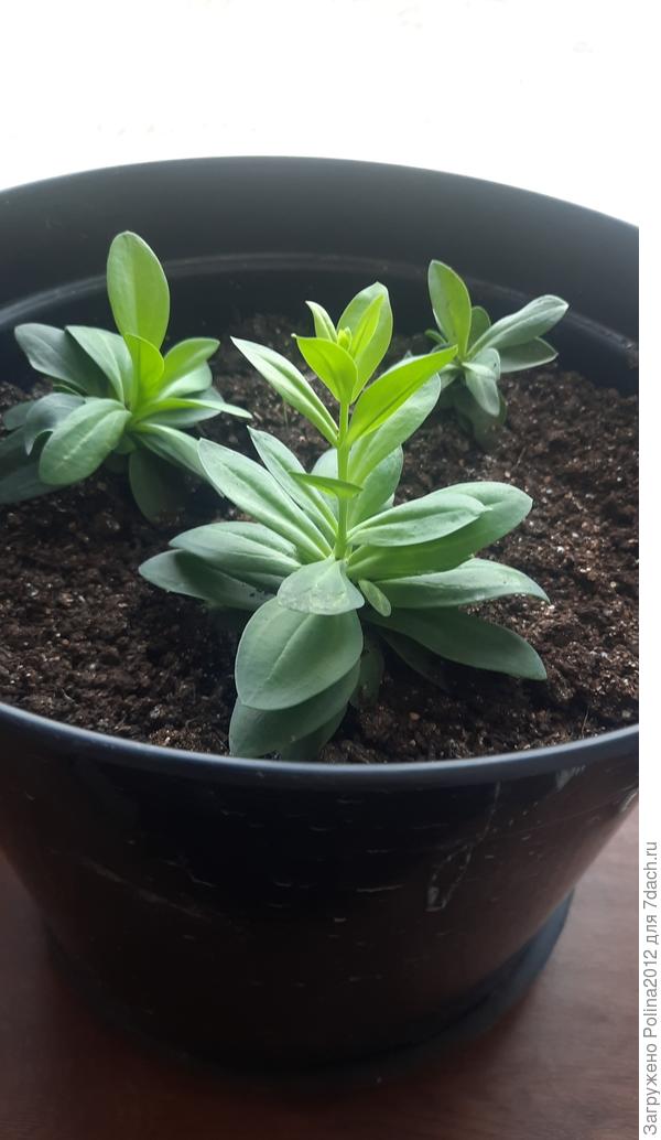 К следующему лету зацветет))