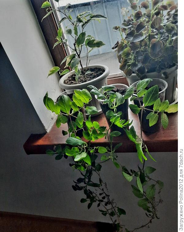 Прошлогодняя рассада кобеи