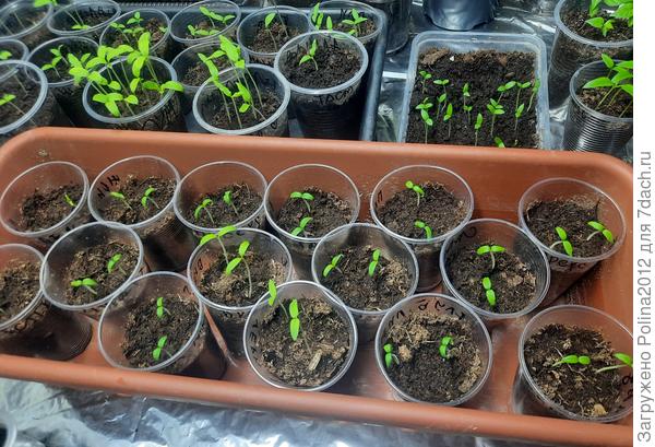 В отдельном контейнере это гномы.