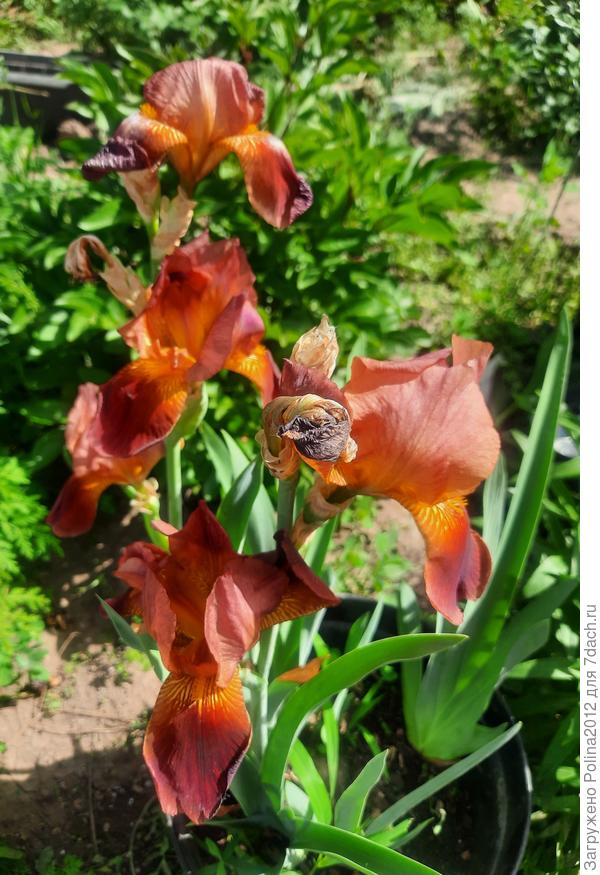 Первые мои ирисы