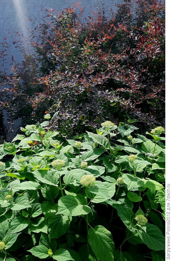 Вот- вот распустился гортензия, жду еще от метельчатых цветения в этом году.