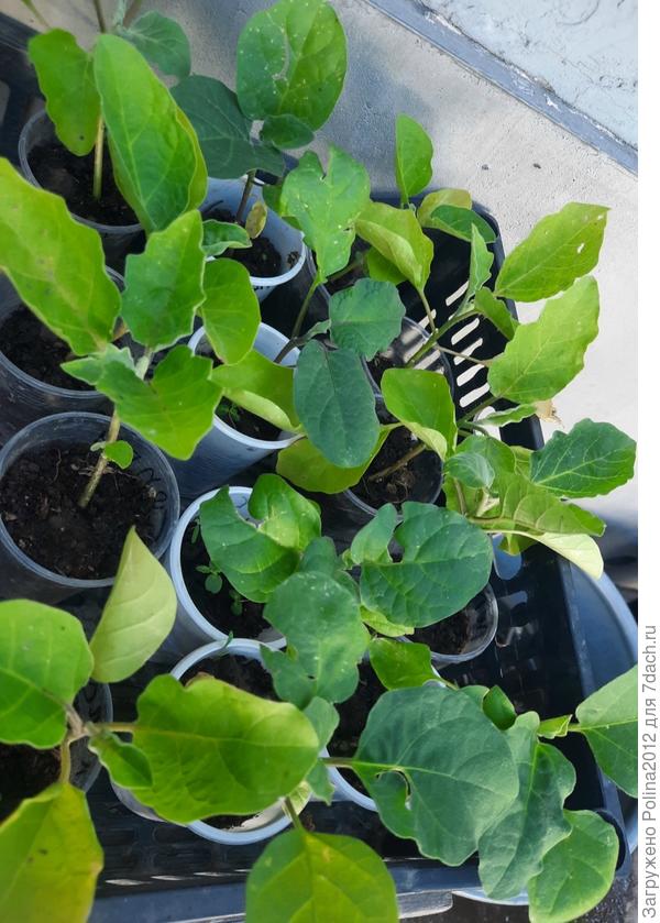 Это 7 мая 2025. Здесь конечно не в 0, 8 л как на предыдущем фото, а в 0,3 л, но корней практически не видно, поэтому и не переваливала в больший объем. Так и высадила. Вообще не нравится мне рассада баклажанов в этом году.