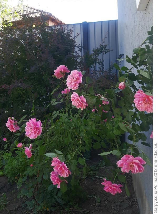 Роза безымянная