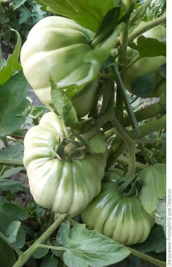 Томат Нина - первый попавшийся в кадр, что то я почти не фотографирую зеленые томаты