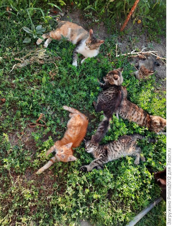 Трава не прополота? ну и пусть, зато котятам есть где поваляться.