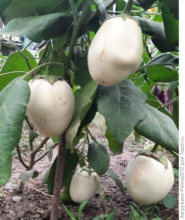 Лебединный