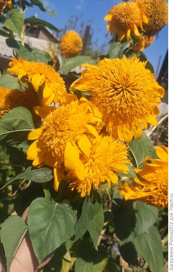 Как мне нравятся эти подсолнухи, два месяца не осыпаясь цветут, в следующем году посажу побольше.