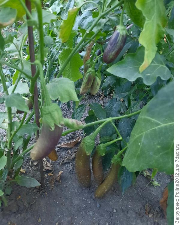 Грибной вкус