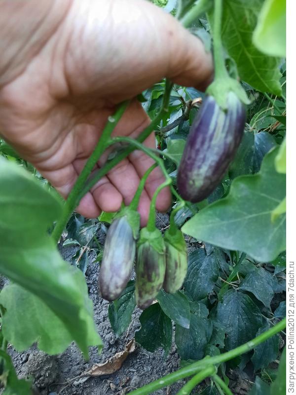 Грибной вкус