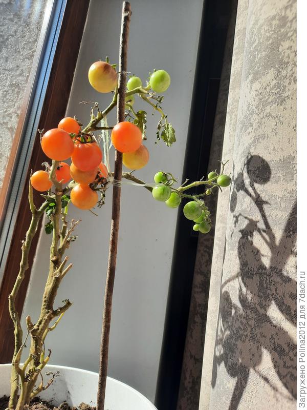 Он, красный, на фото кажется оранжевым