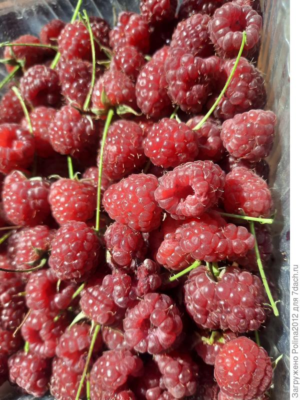 Урожай малины