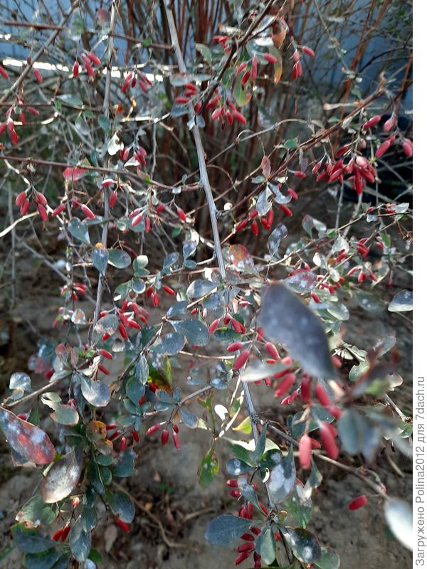 Урожай барбариса