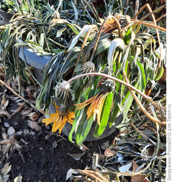 А гацании не выдержали