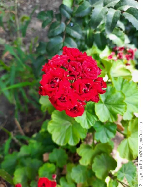 Розебуд рэд?