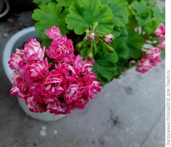 Принцесса Филиппа?