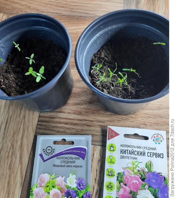 Слева кажется точно сорняки