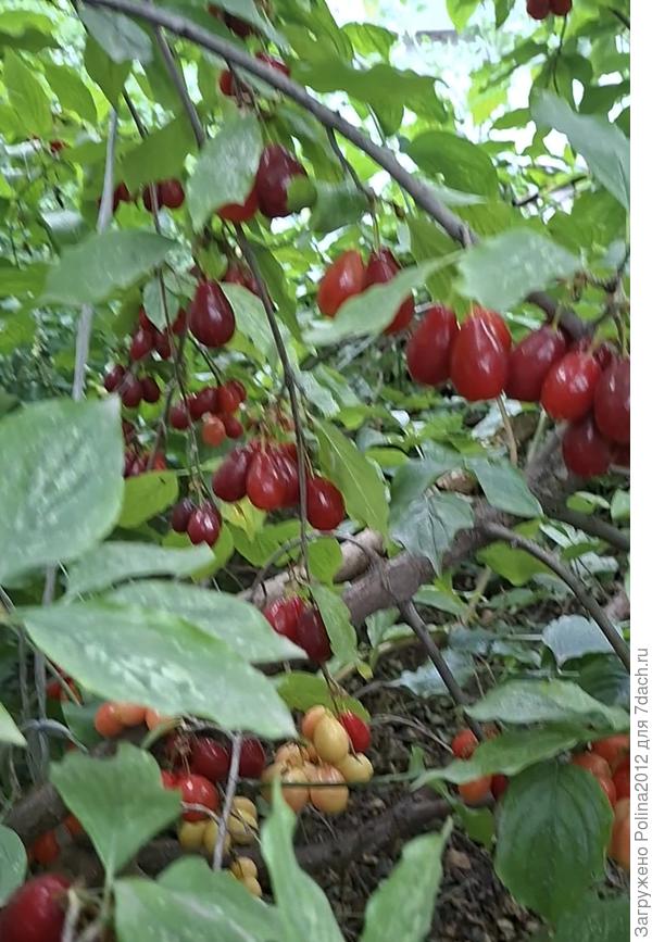 Наконец то наш кизил дал приличный урожай, собрали 5 кг😋