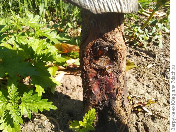 Камедетечение от спиленной в апреле ветки