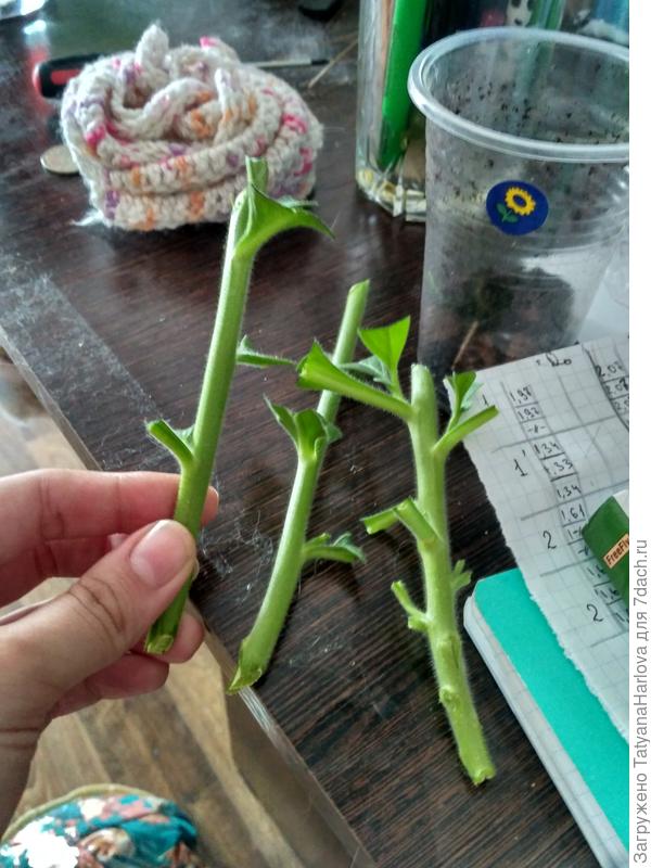 Свеженарезанные черенки