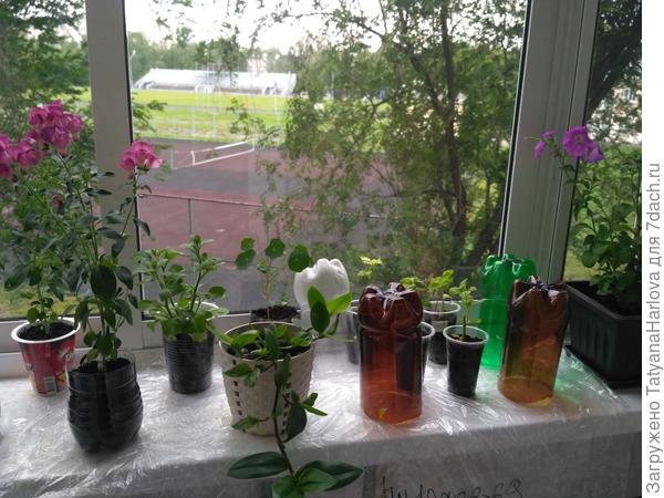 Цветник на балконе