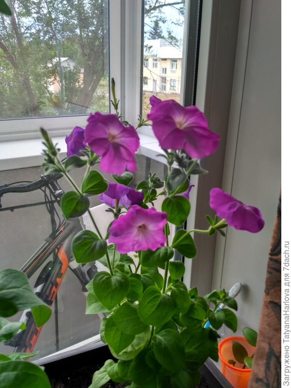 Не очень декоративная петуния