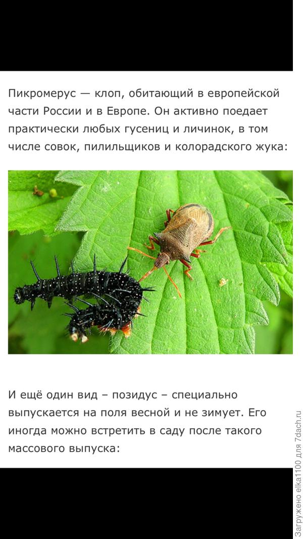 Вот нашла, клоп пикромерус, получается не вредитель, а наоборот полезен?
