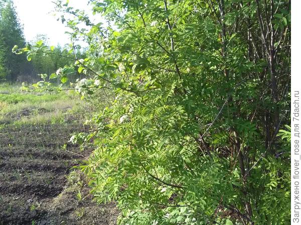 рябина,боярышник обсажены в этом году лук,морковь,кончно опять же на расстоянии2м.А под корнями цветет китайская гвоздика.