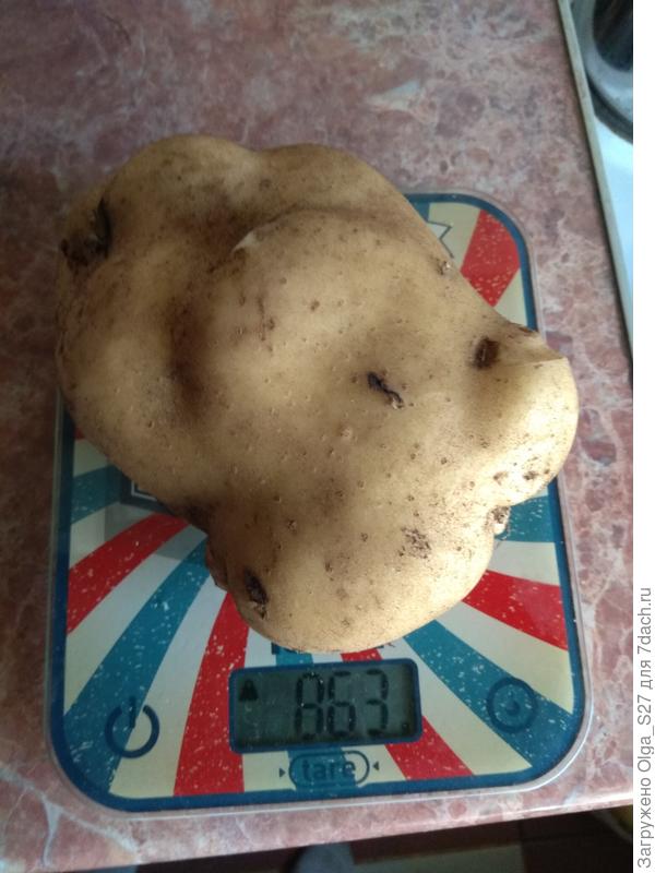 Мой картофельный чемпион.