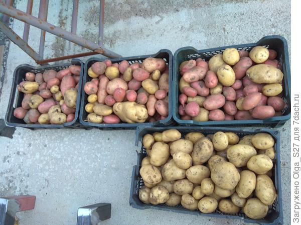 Это лишь малая часть урожая. Вчера накопала.