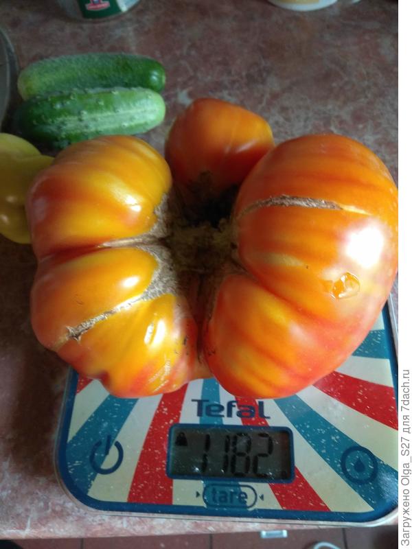 Сорт &amp;quot;хурма&amp;quot;. Урожай 2018 года.