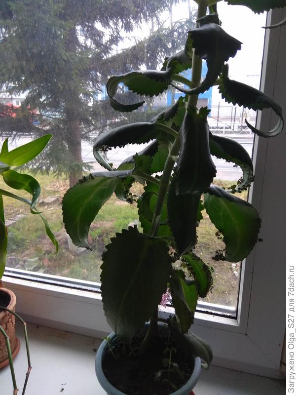 Каланхоэ дегремона. Его сок обладает противовоспалительными, антисептическими и ранозаживляющими свойствами.и