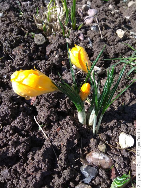 Крокусы как солнышки!