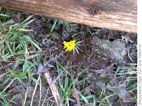 И даже первый одуванчик расцвел!