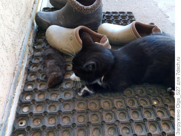 Марсела хвастается удачной охотой.