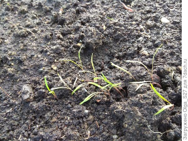 В теплице взошел укроп (и это при том, что никто его не поливал!)