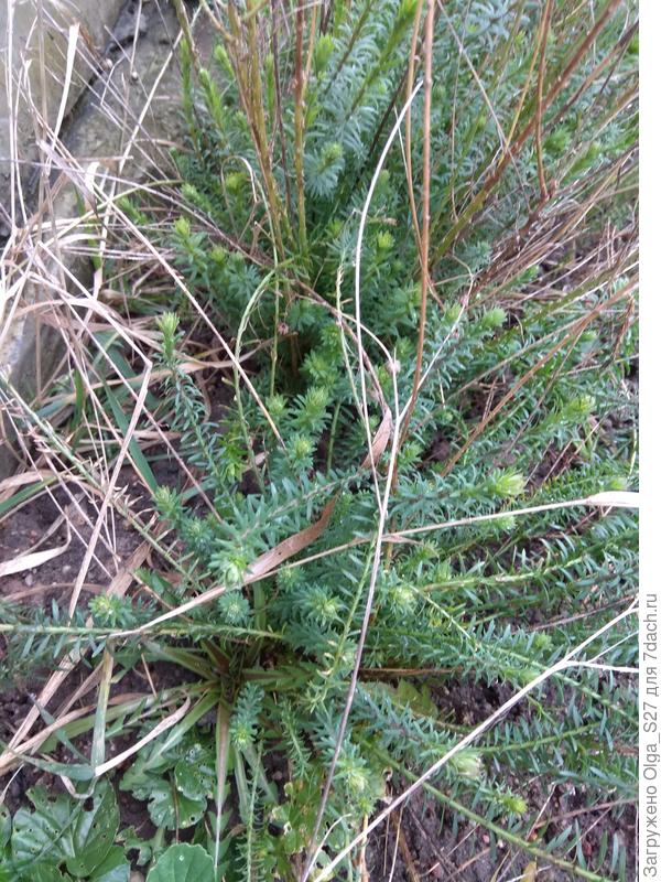 Сквозь прошлогодние стебли пробивается молоденький лен.