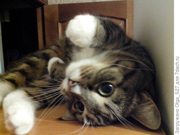 Какая  же кошка не любит разлечься поудобнее!