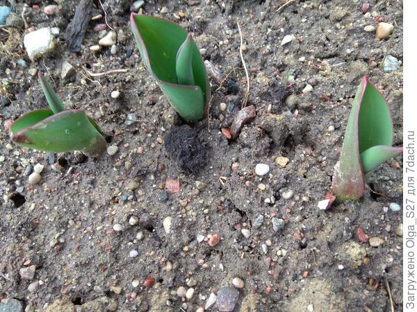 И конечно же, тюльпаны тянут к весеннему солнышку свои зеленые листочки..