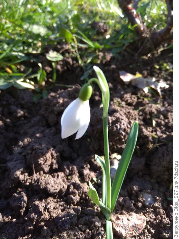 Мой единственный подснежник.