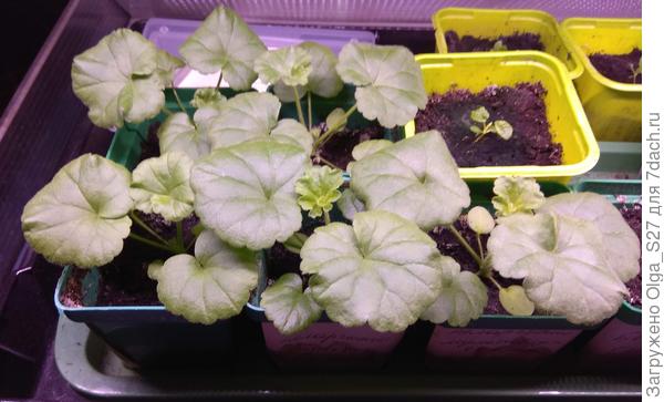 Тесновато стало пеларгониям в маленьких горшочках