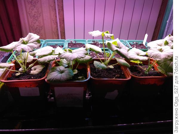 С новосельем, пеларгонии!