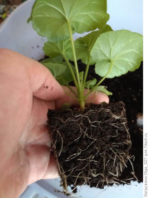 Корешков много, и выдвижное донышко горшочка доставило их наверх в целости и сохранности