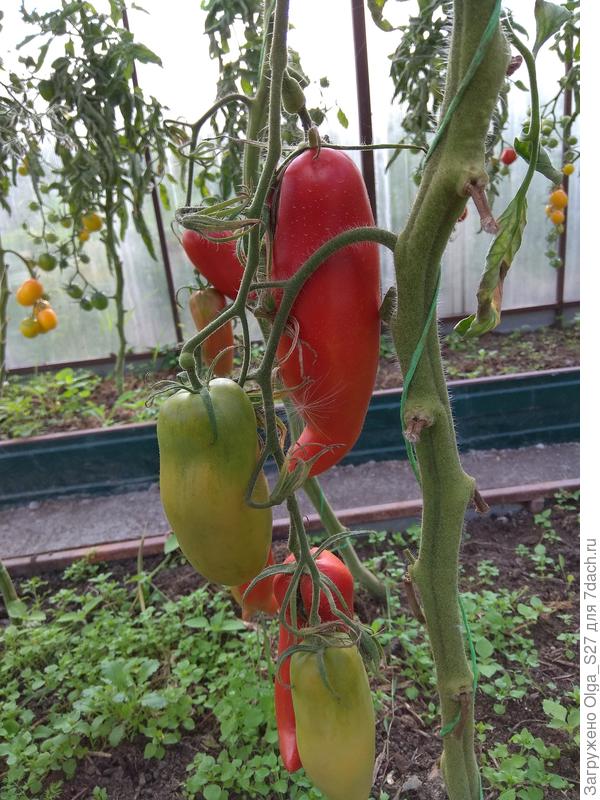 Сорт "Перцевидный полосатый" (в прошлом сезоне почему-то был без полосок)