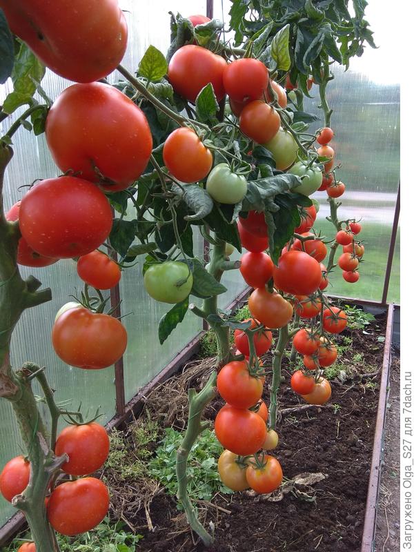 Сорт "Бабушкин подарок"