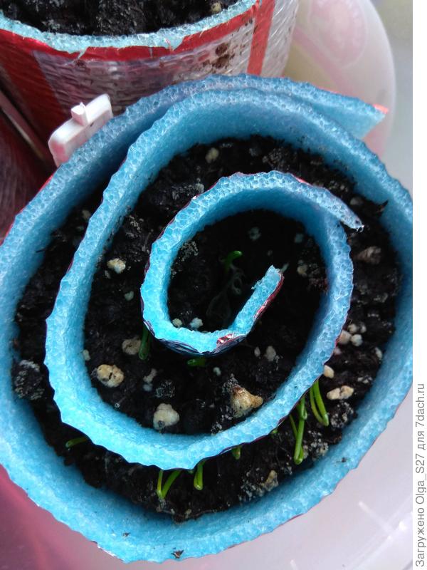 Всходит лук Эксибишен